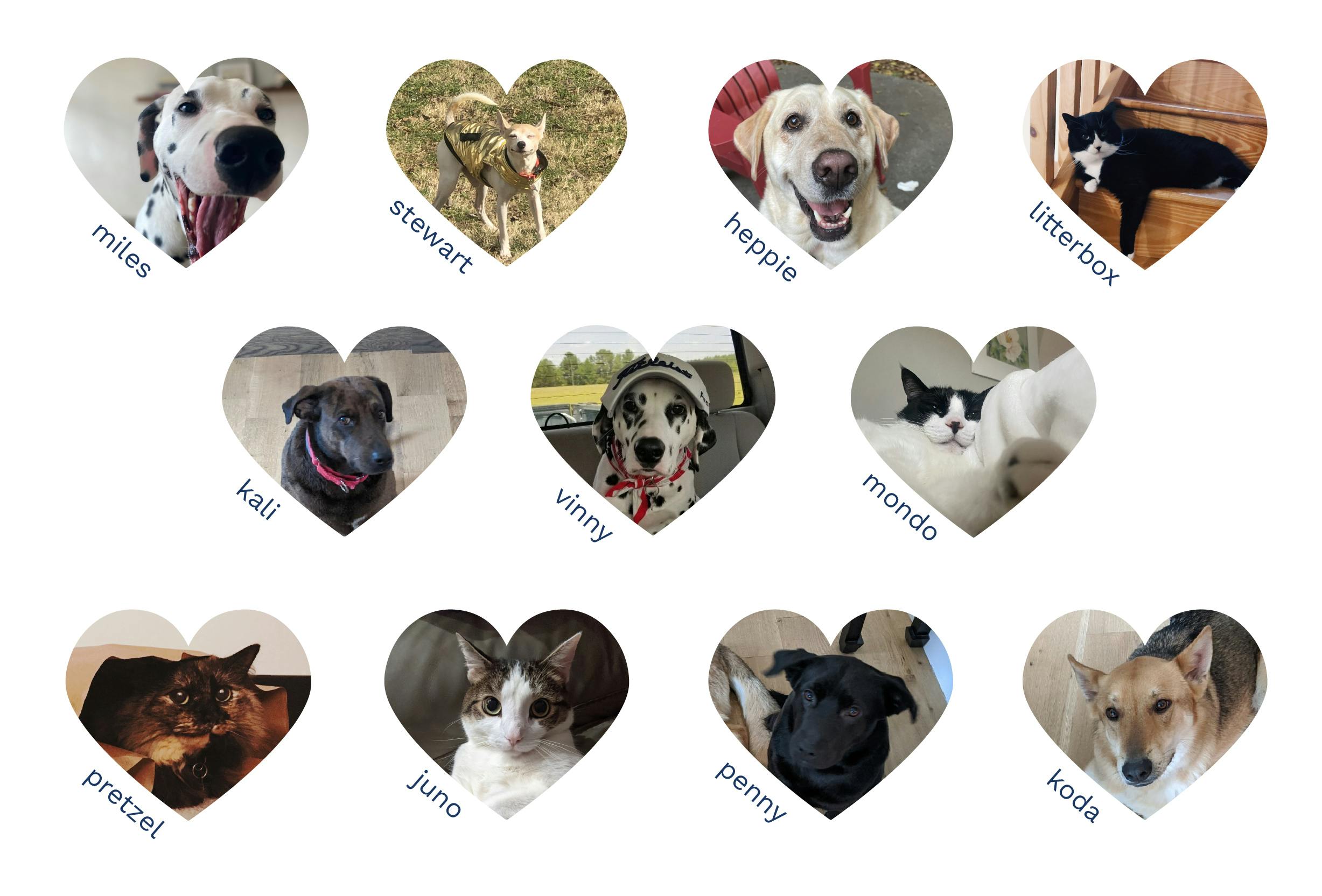 pictures of our teams pets